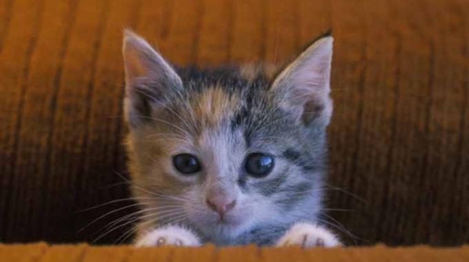 Galleria foto 'Privato: Il Gatto Milionario a Roma' - foto 1