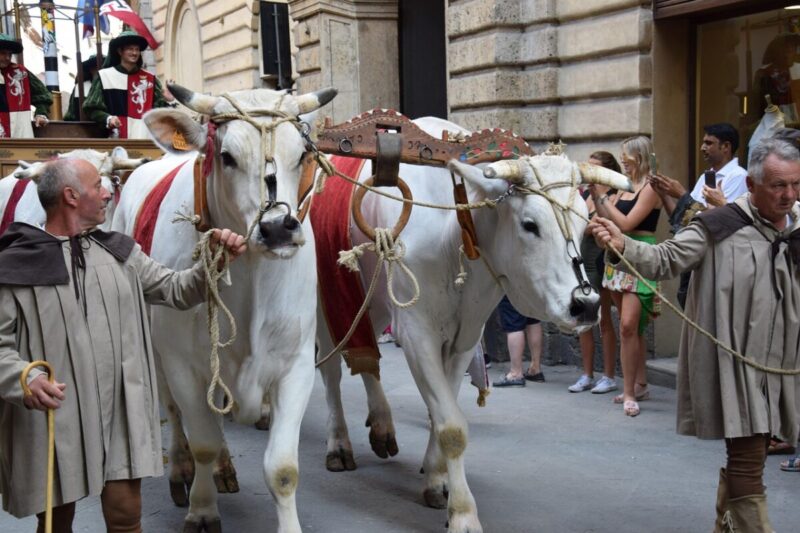 Palio di Siena 2025: Leocorno, Onda, Civetta e Valdimontone pronte alla sfida
