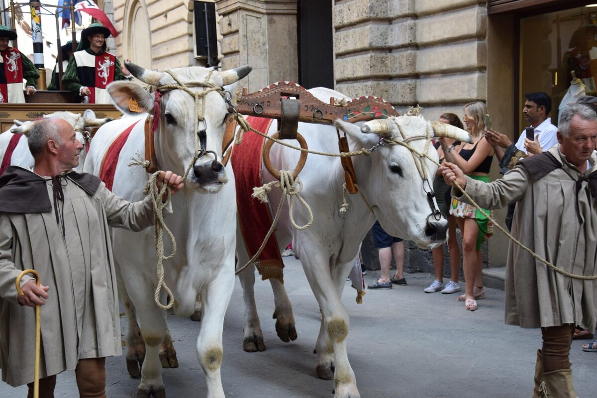 Palio di Siena 2025: Leocorno, Onda, Civetta e Valdimontone pronte alla sfida