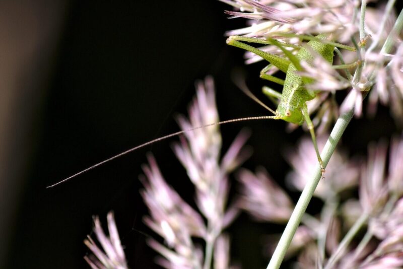 Popillia japonica: L’invasione Silenziosa in Italia