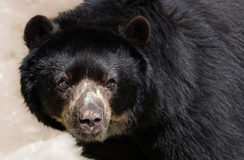Orso Attacca e Uccide Motociclista Italiano in Romania: Le Immagini Shock